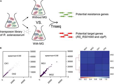 Bacterial ClpP Protease Is a Potential Target for Methyl Gallate